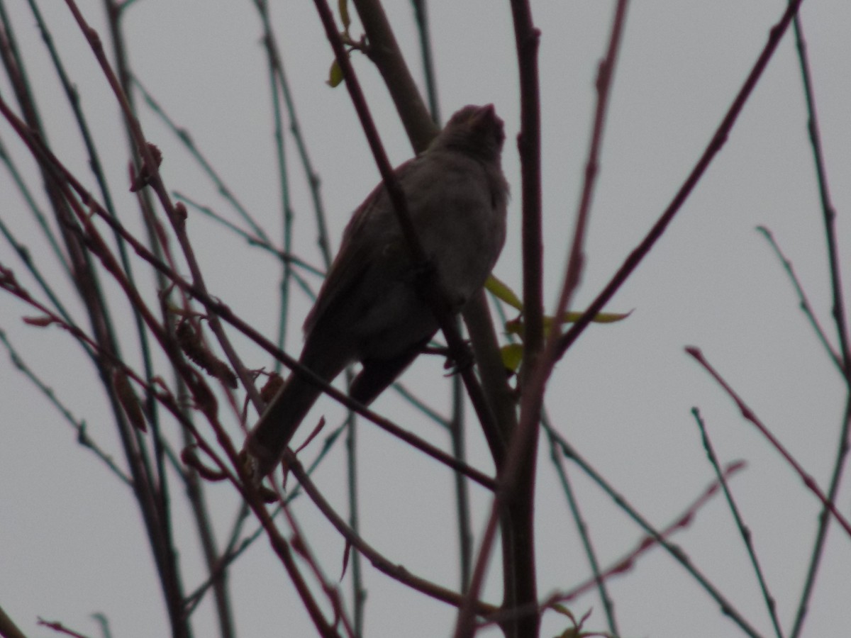 Moineau domestique - ML35281951