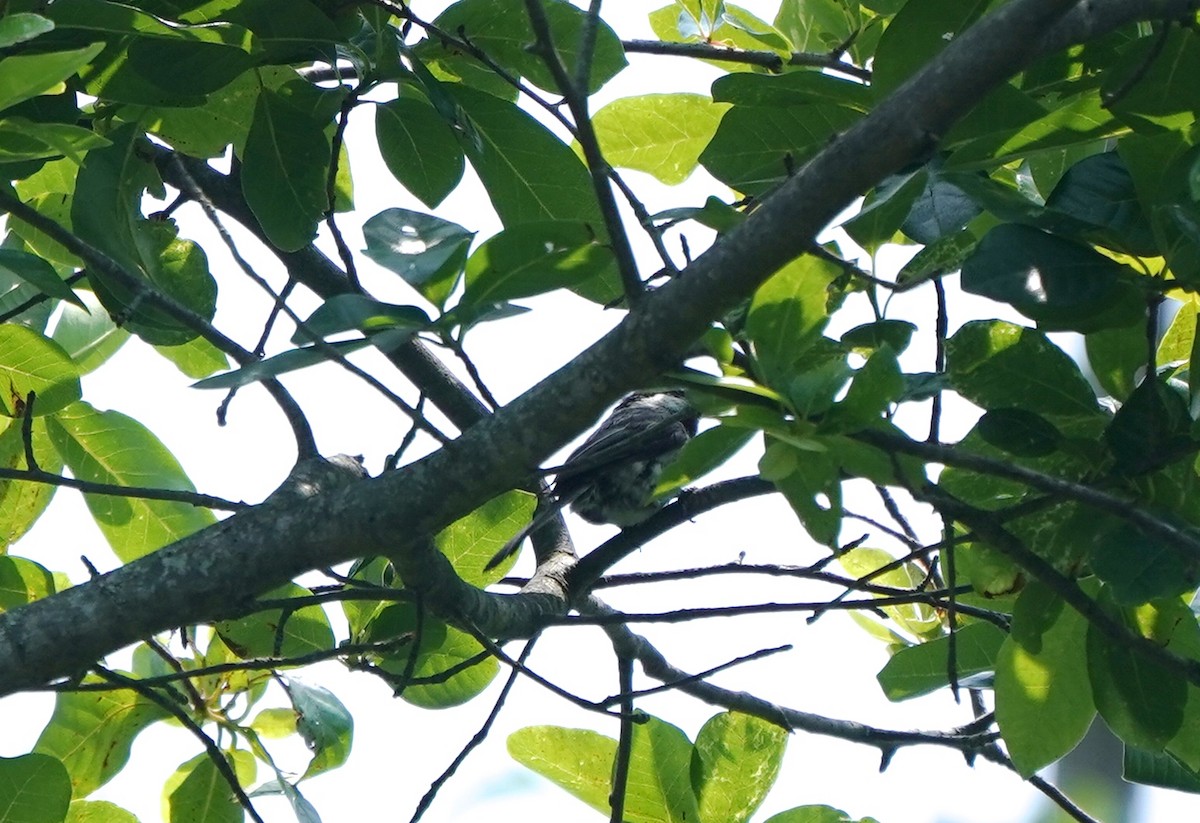 Black-capped Chickadee - ML352820011