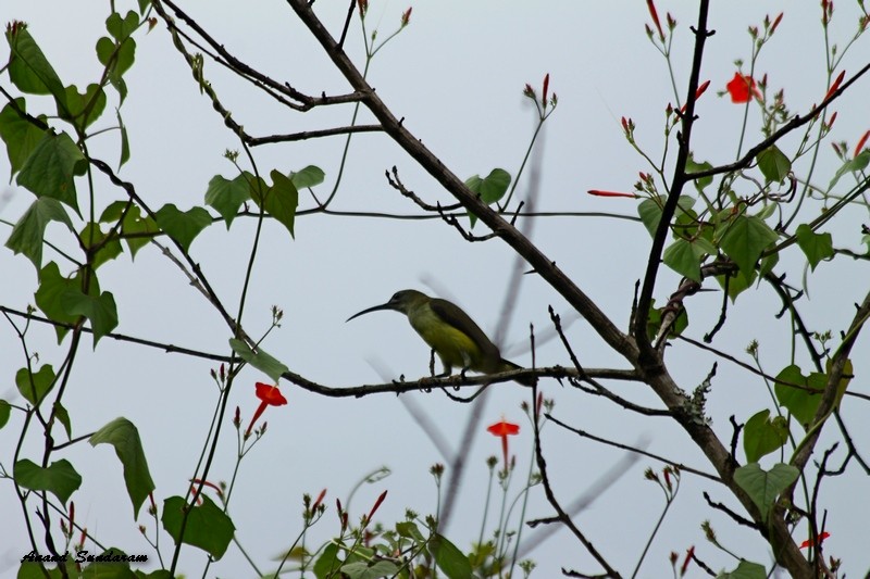 Little Spiderhunter - ML35282111
