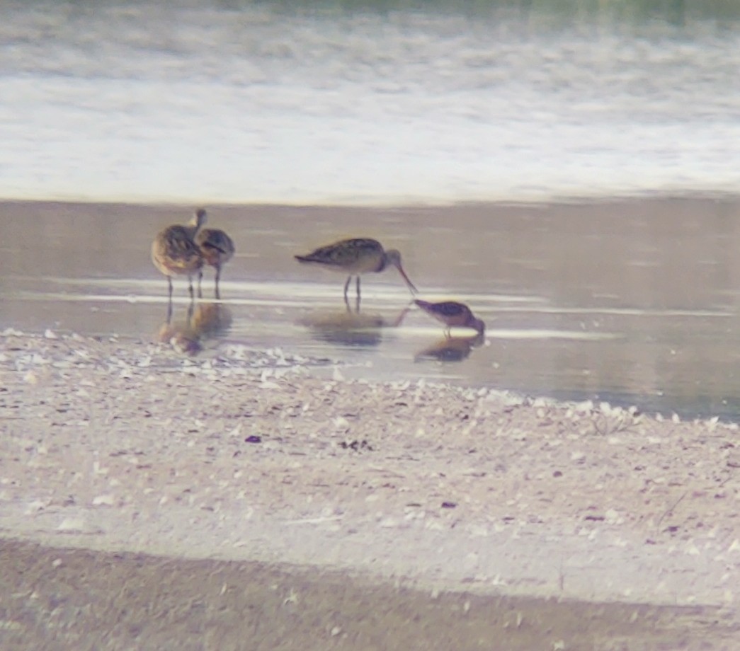 Long-billed Dowitcher - ML352822091