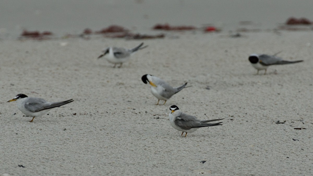 Least Tern - ML352824951