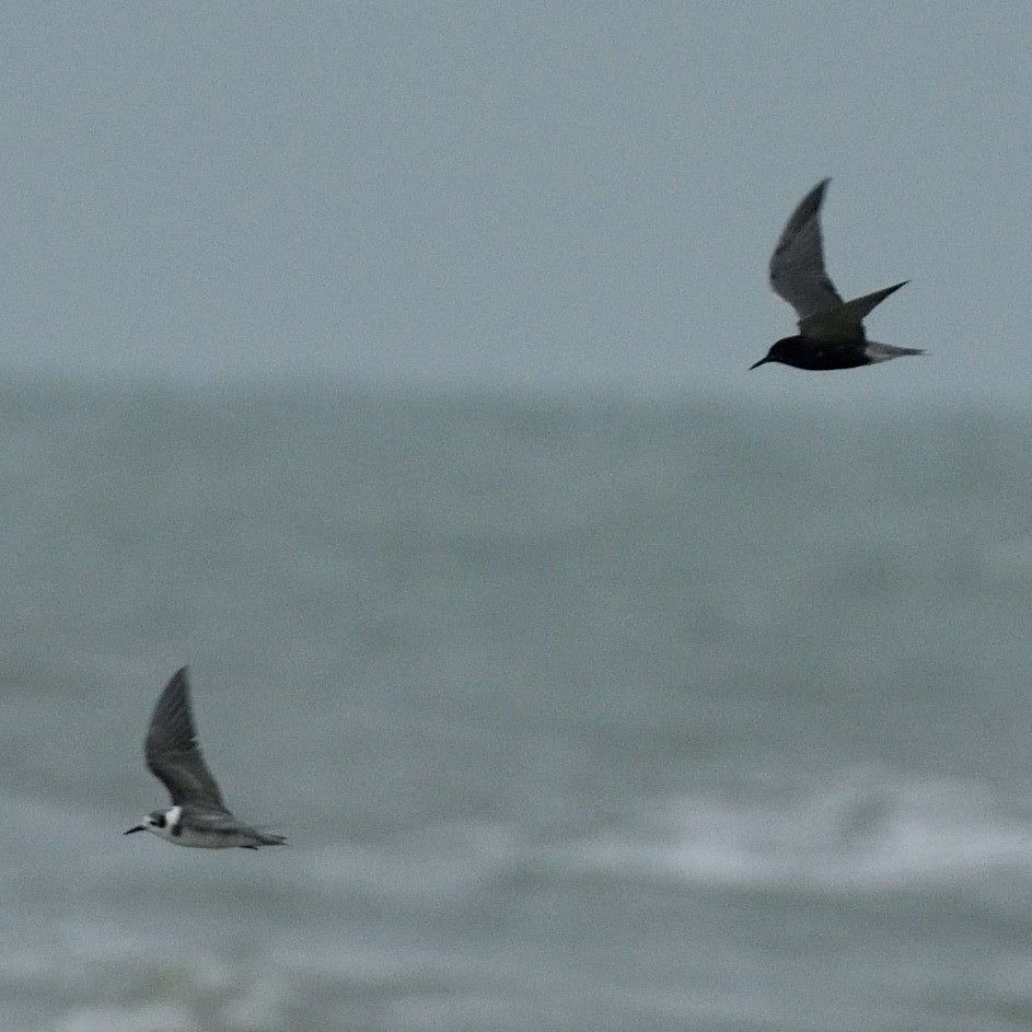 Black Tern - ML352825151