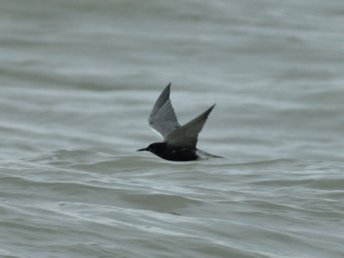 Black Tern - ML352825981