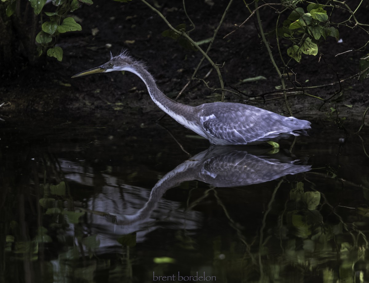 Tricolored Heron x Snowy Egret (hybrid) - ML352826131