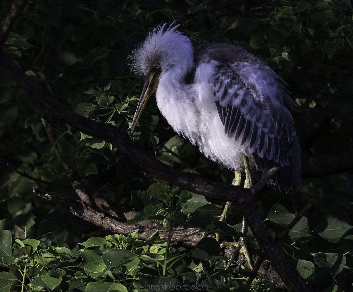 Tricolored Heron x Snowy Egret (hybrid) - ML352826181