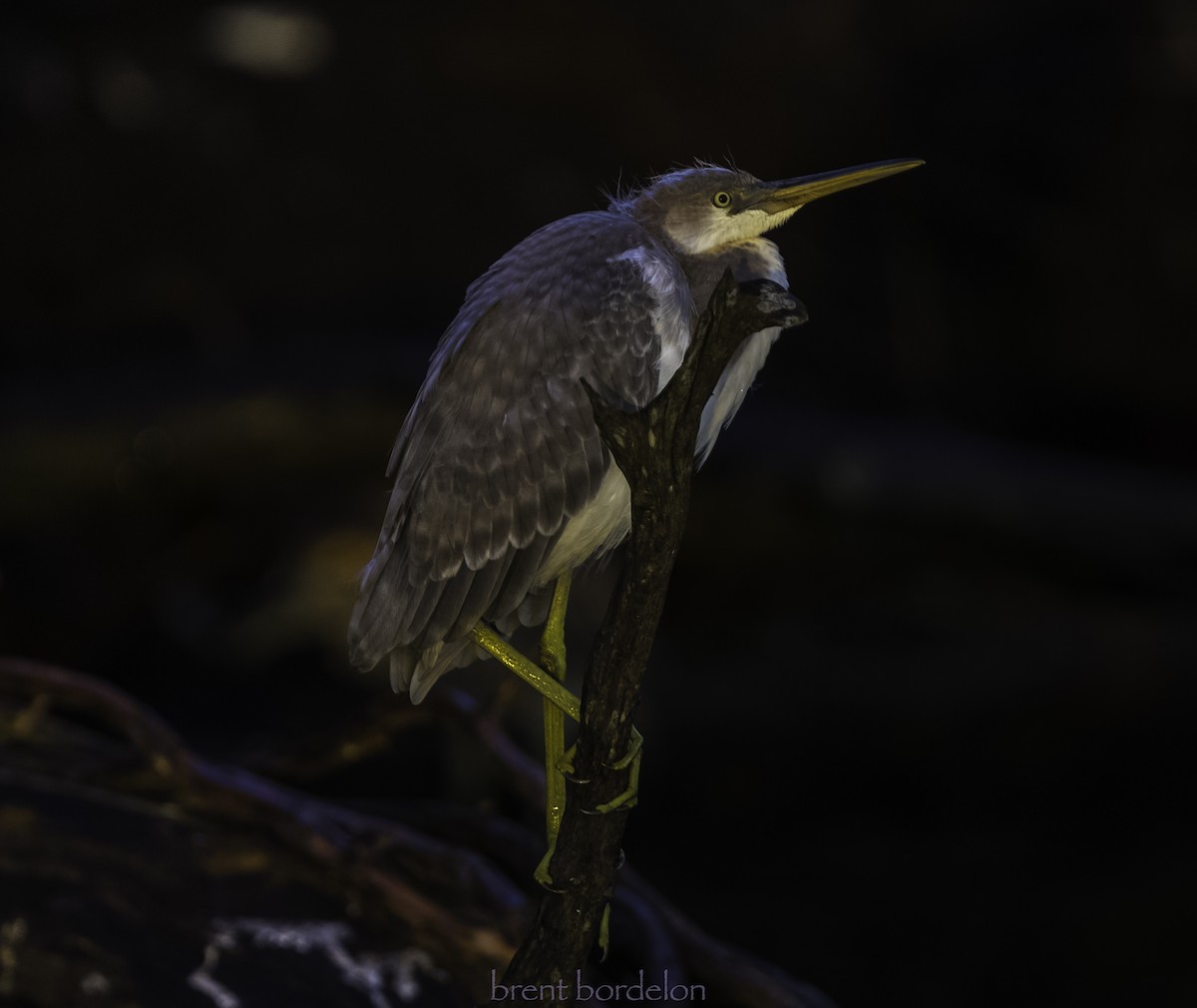 Tricolored Heron x Snowy Egret (hybrid) - ML352826301
