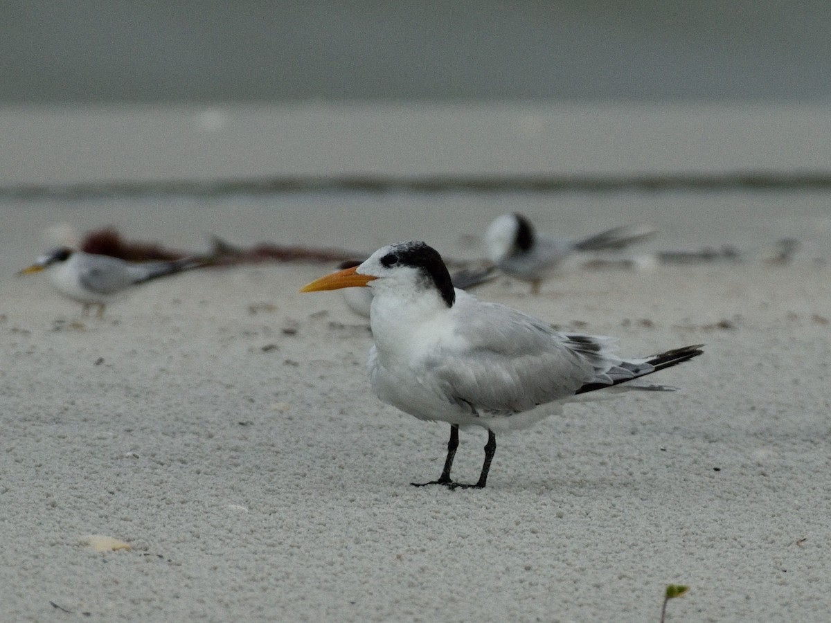 Royal Tern - ML352826351