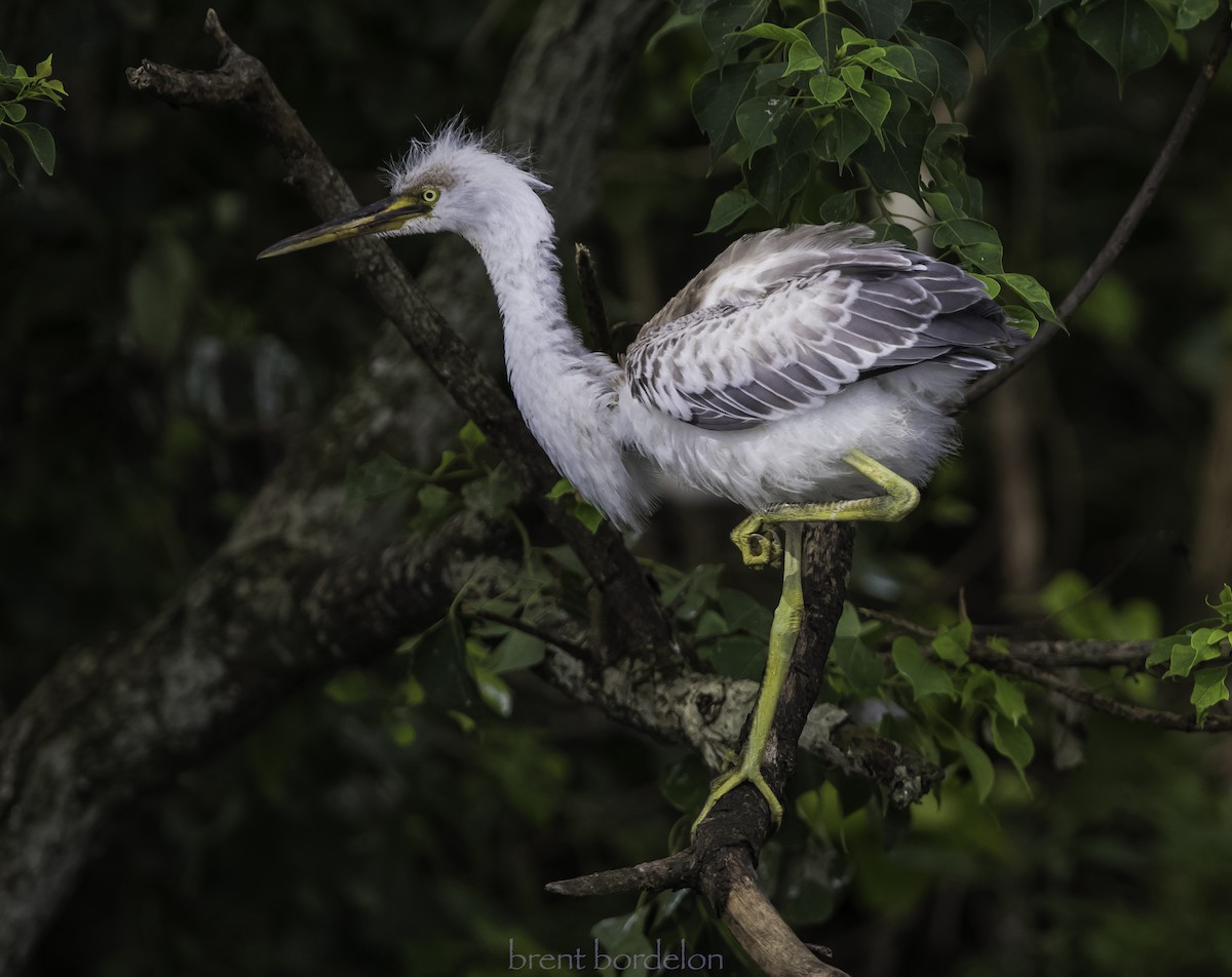 Tricolored Heron x Snowy Egret (hybrid) - Brent Bordelon
