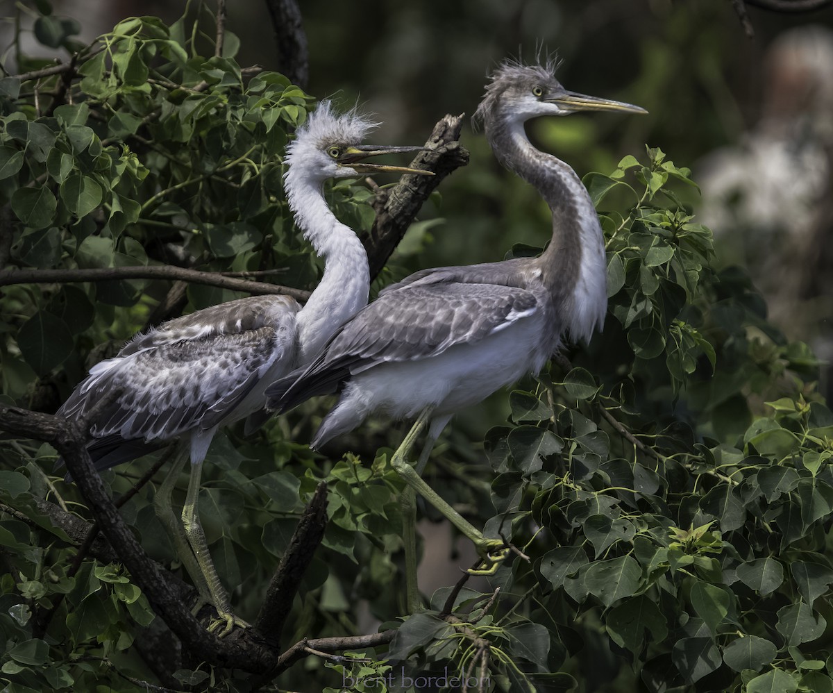 Tricolored Heron x Snowy Egret (hybrid) - Brent Bordelon