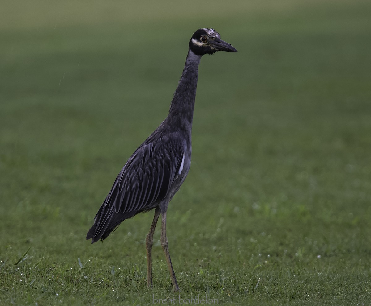 Yellow-crowned Night Heron - ML352826571