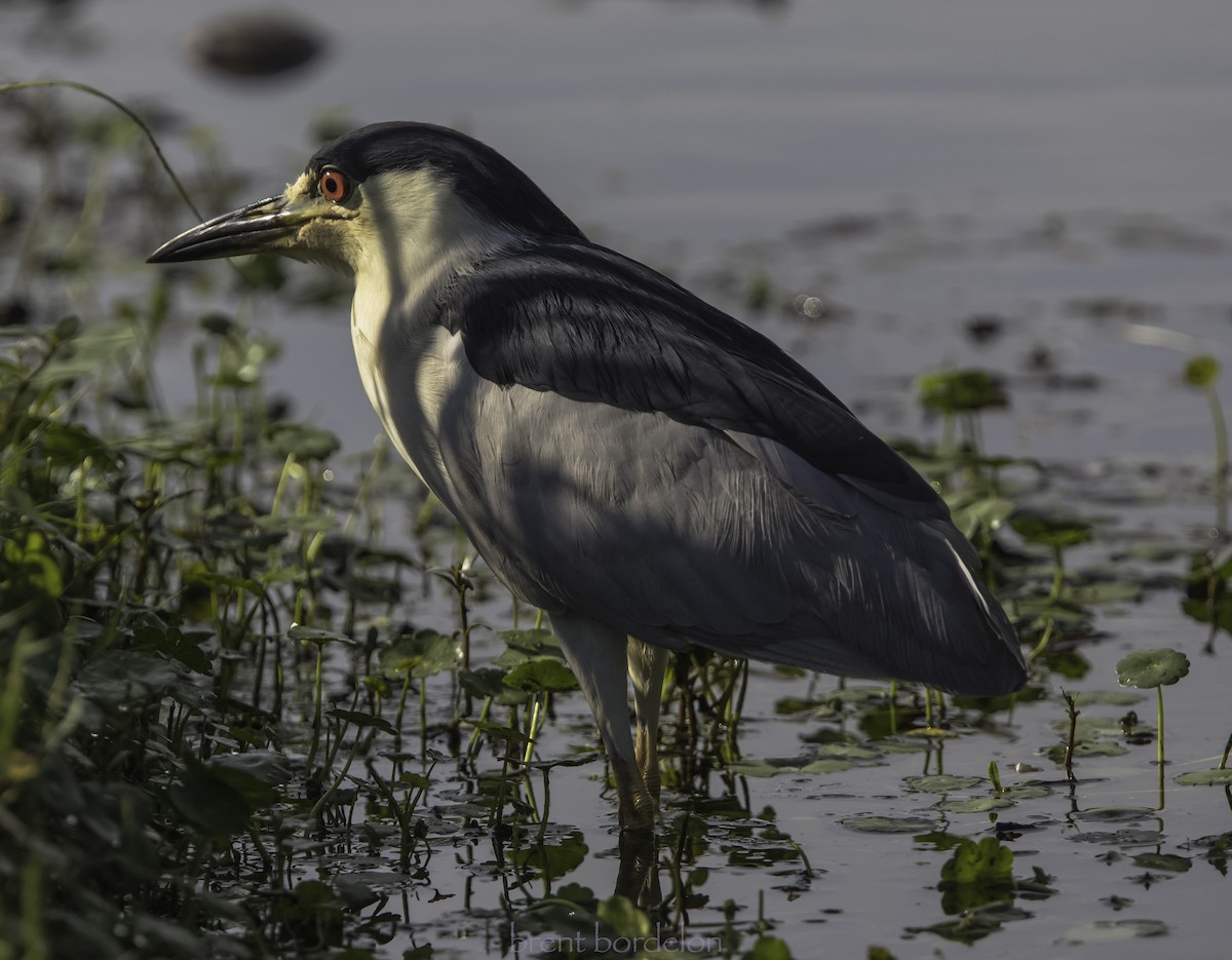 Black-crowned Night Heron - ML352826681