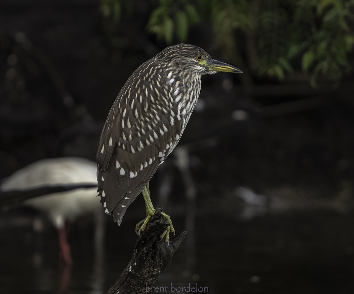 Black-crowned Night Heron - ML352826741