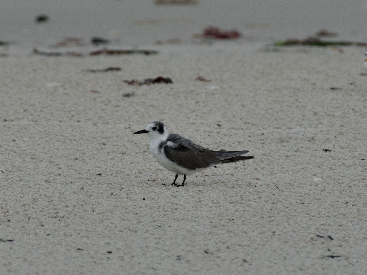 Black Tern - ML352826851