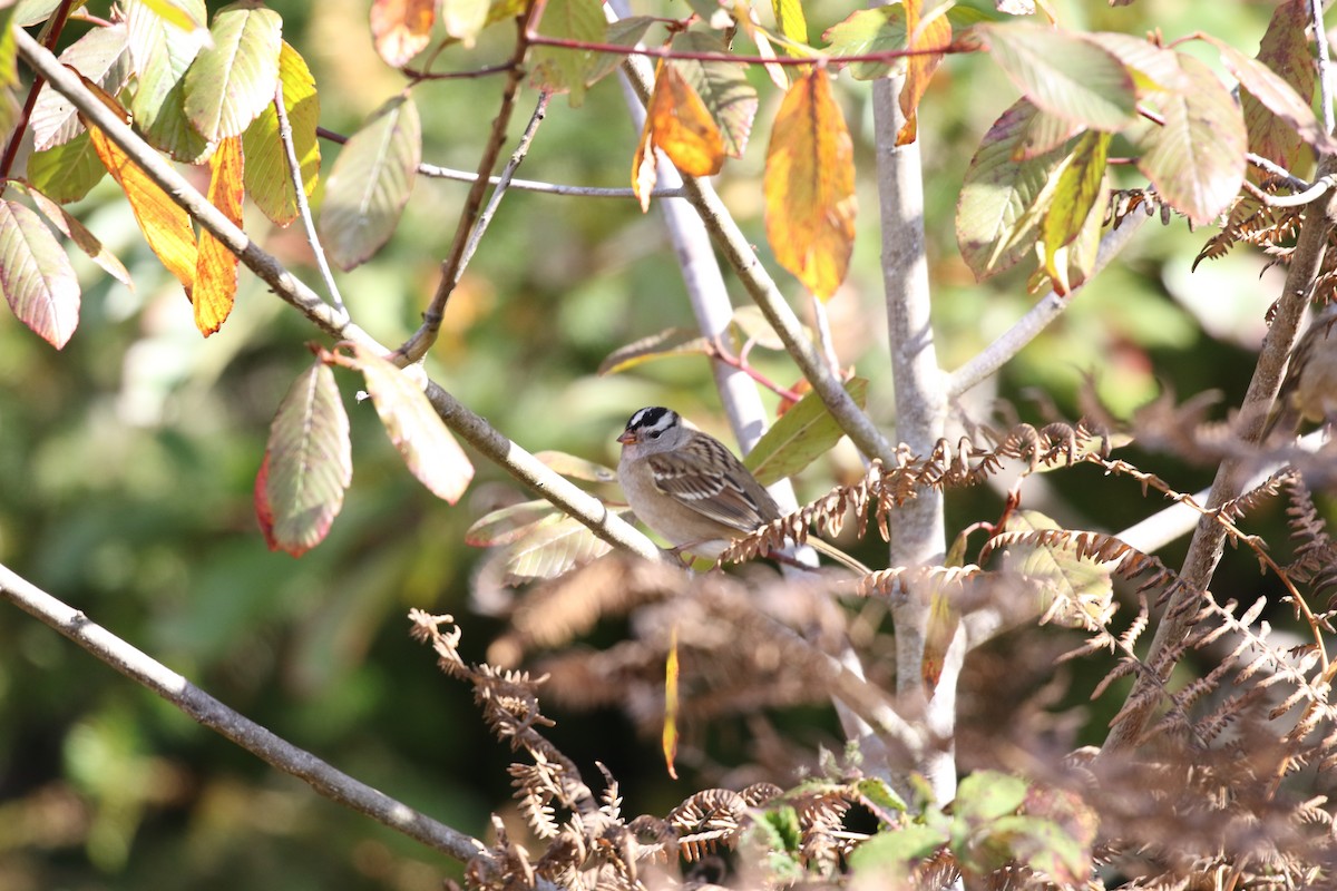 White-crowned Sparrow - ML35282711