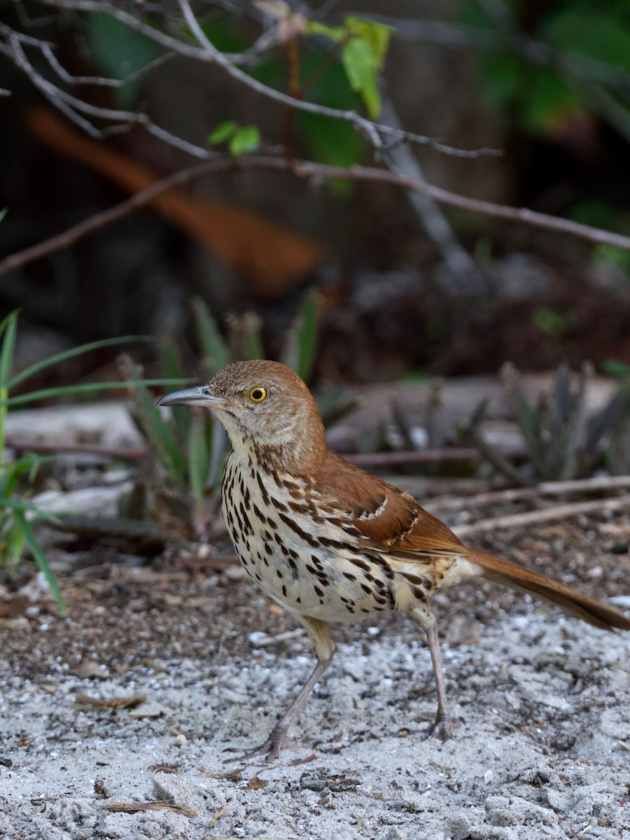 Brown Thrasher - ML352827431