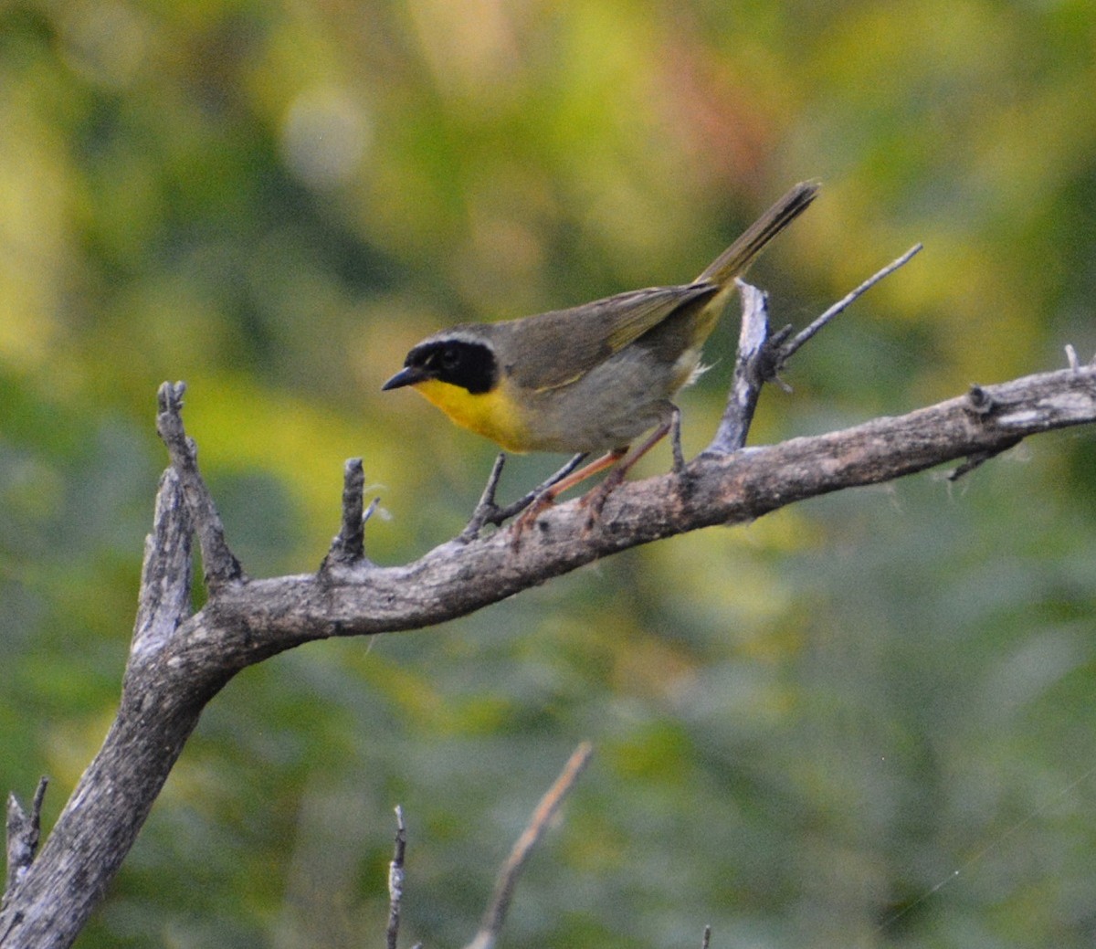 Common Yellowthroat - ML352827491