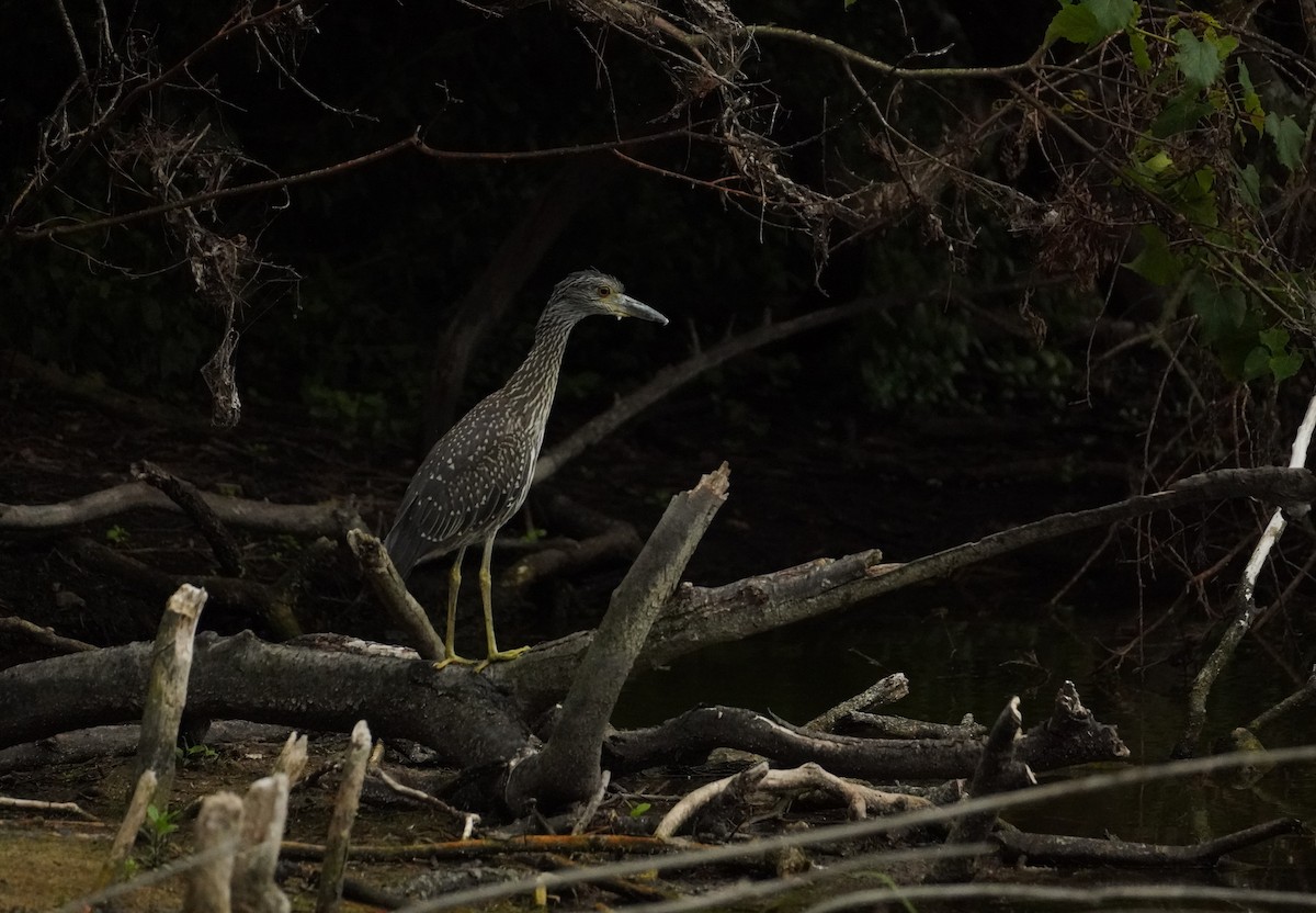 Yellow-crowned Night Heron - ML352828101