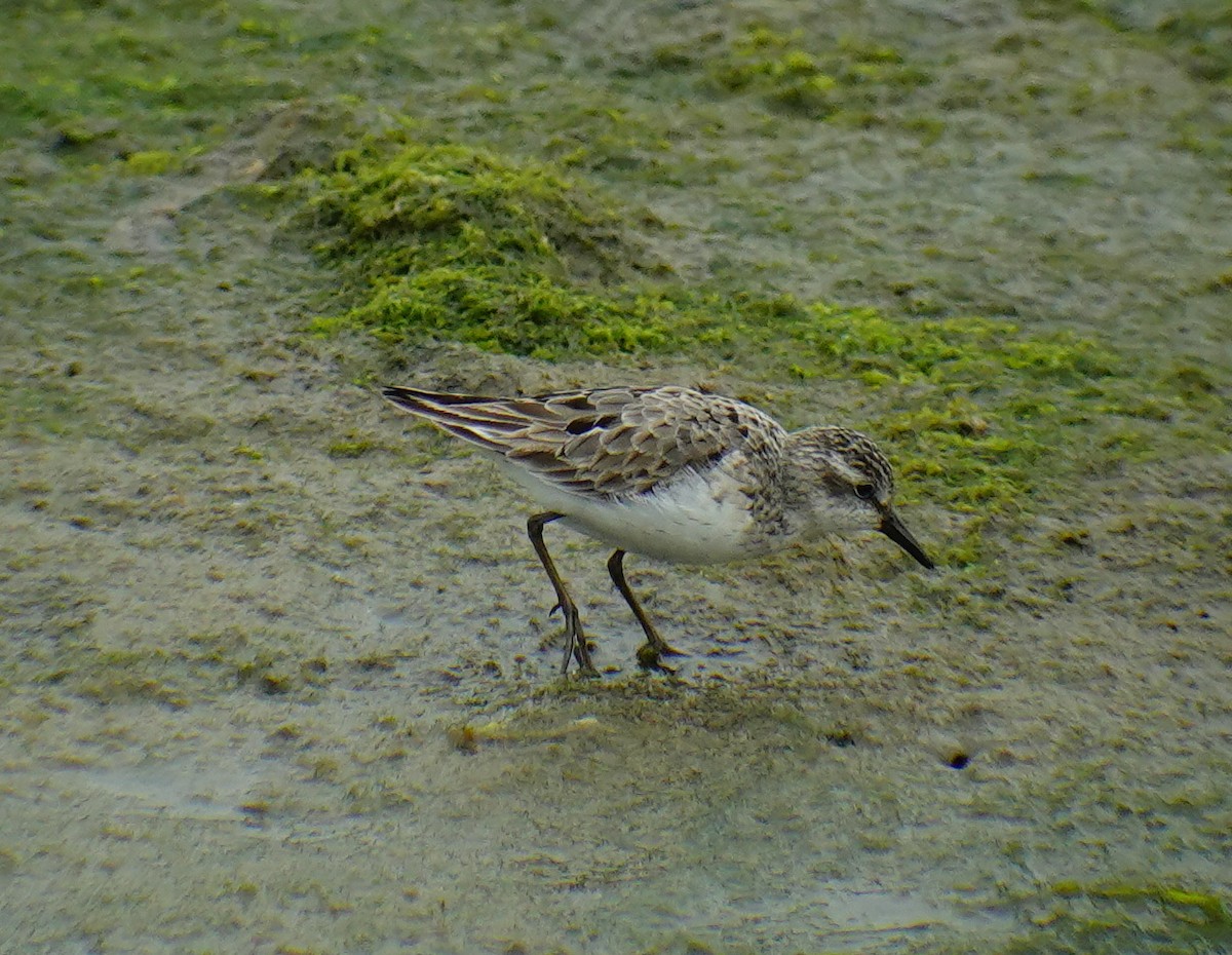 Semipalmated Sandpiper - Richard Smethurst