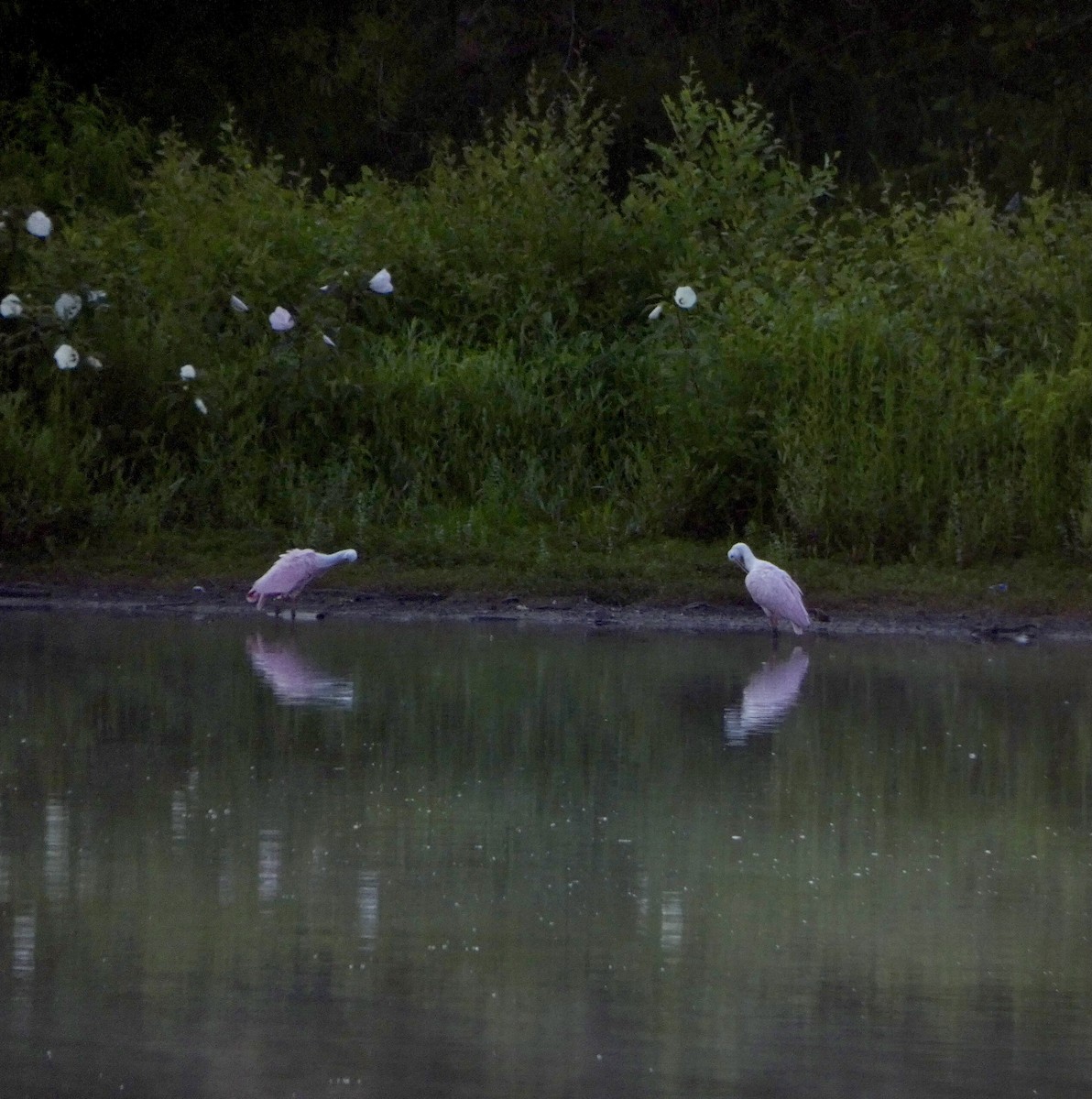 Roseate Spoonbill - ML352829411