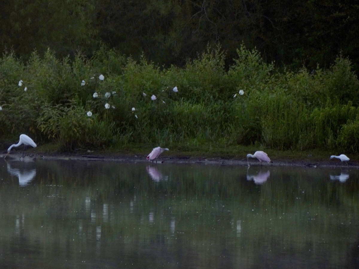 Roseate Spoonbill - ML352829471