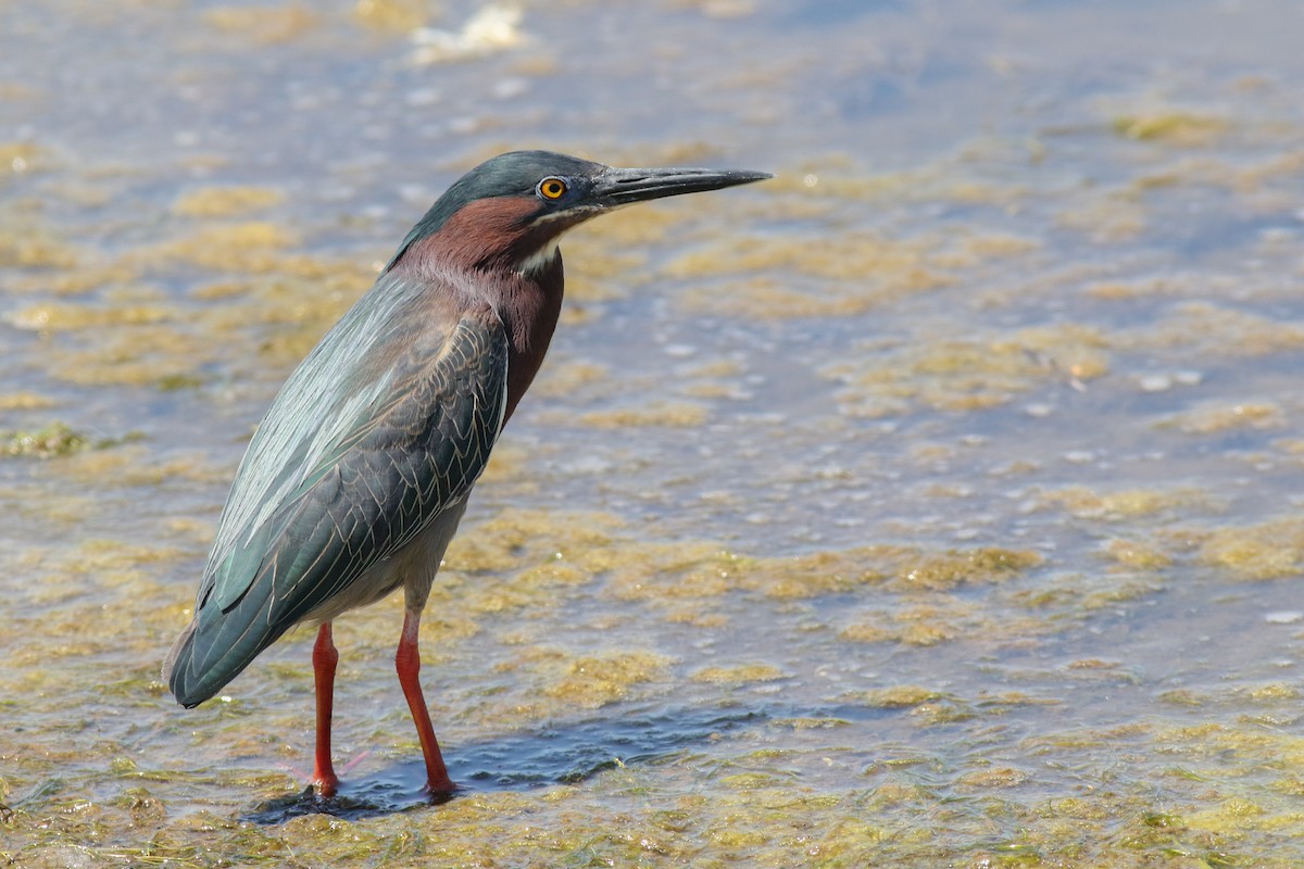 Green Heron - Baxter Beamer