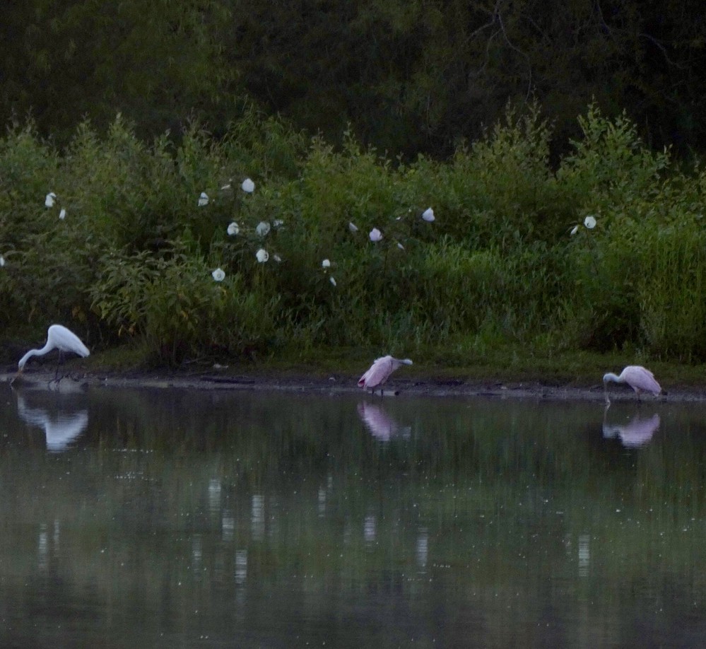 Great Egret - ML352829591