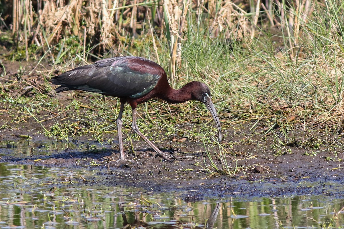 Glossy Ibis - Baxter Beamer