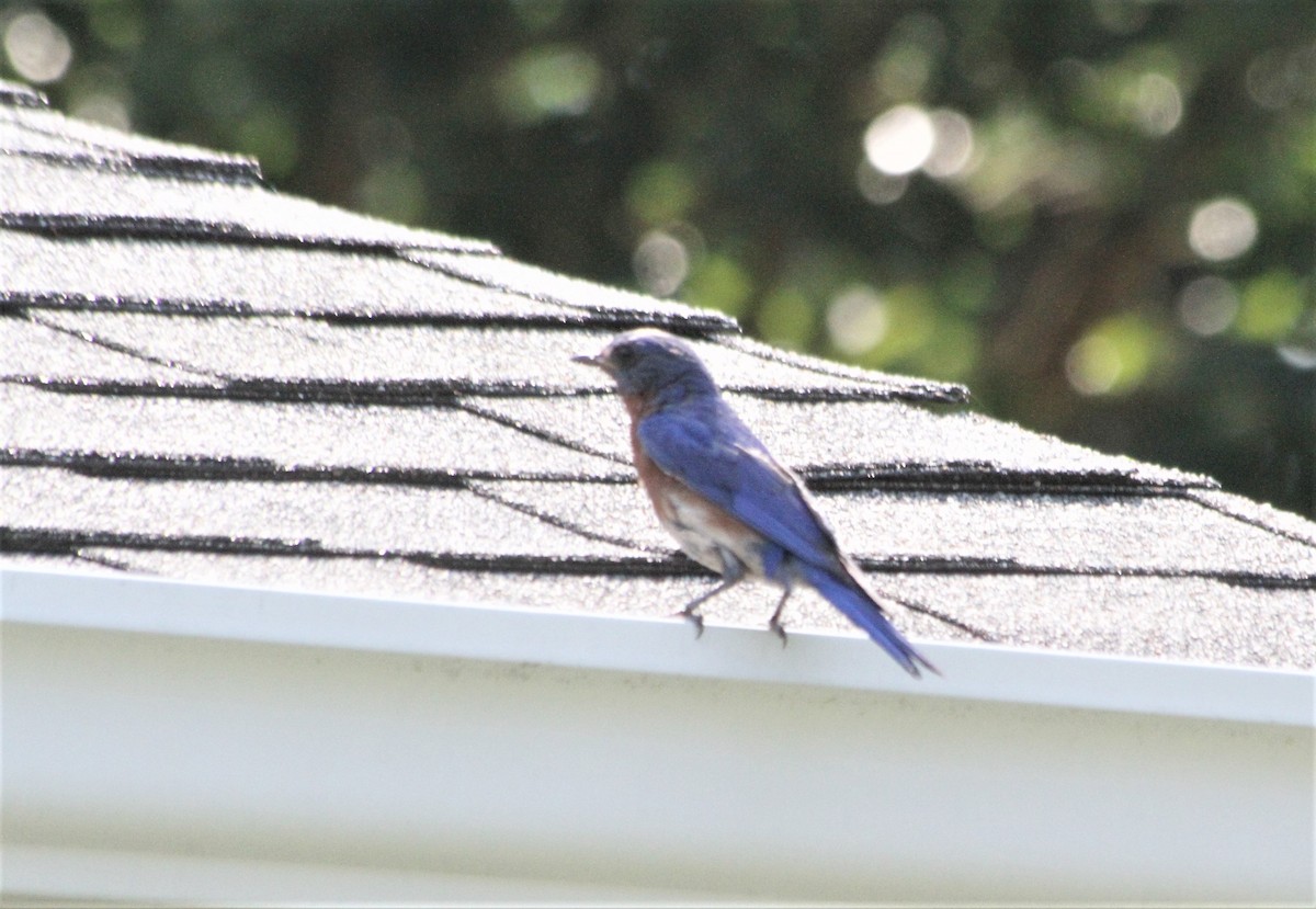 Eastern Bluebird - ML352831211