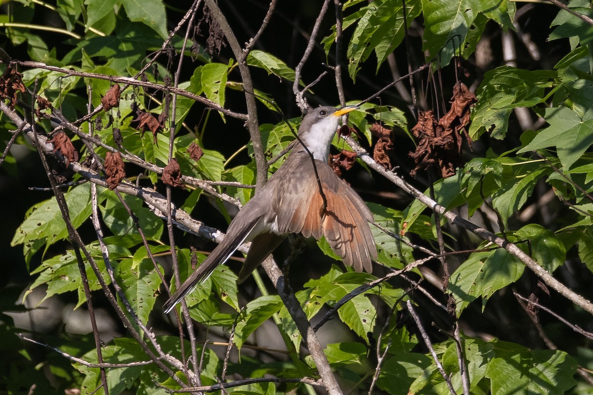 Yellow-billed Cuckoo - ML352833771