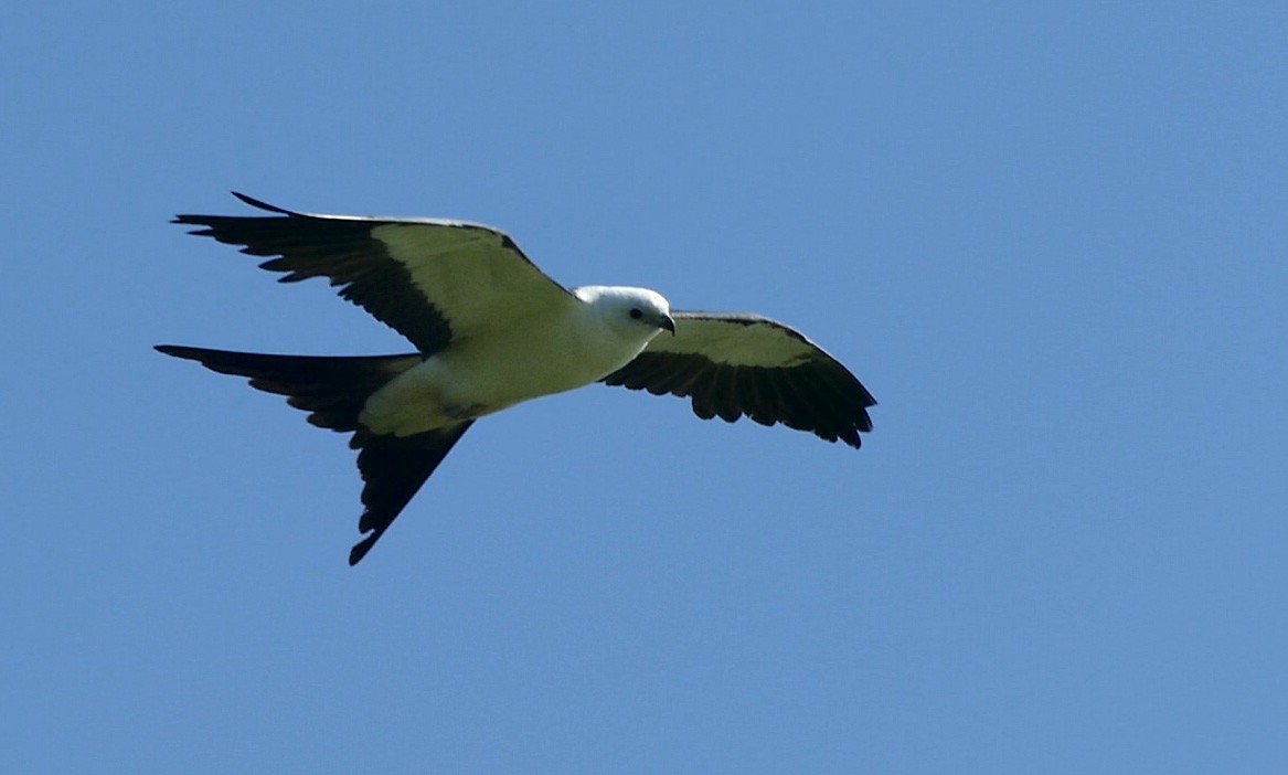 Swallow-tailed Kite - ML352835291