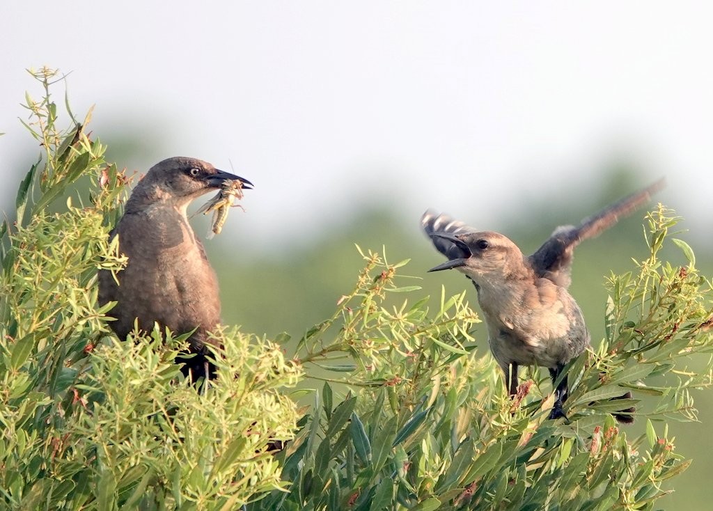 Boat-tailed Grackle - Steve Keith