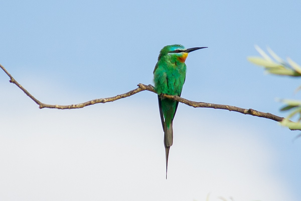 Blue-cheeked Bee-eater - ML352835881
