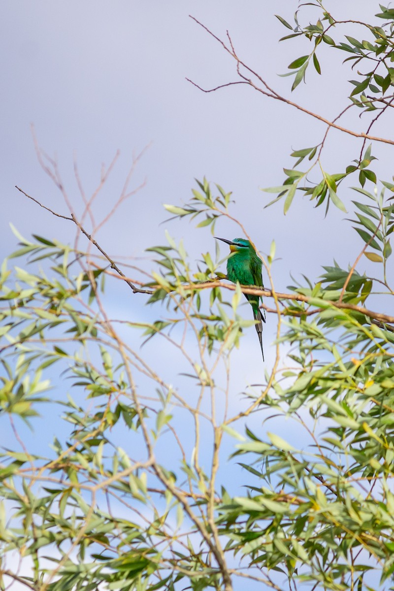 Blue-cheeked Bee-eater - ML352836171