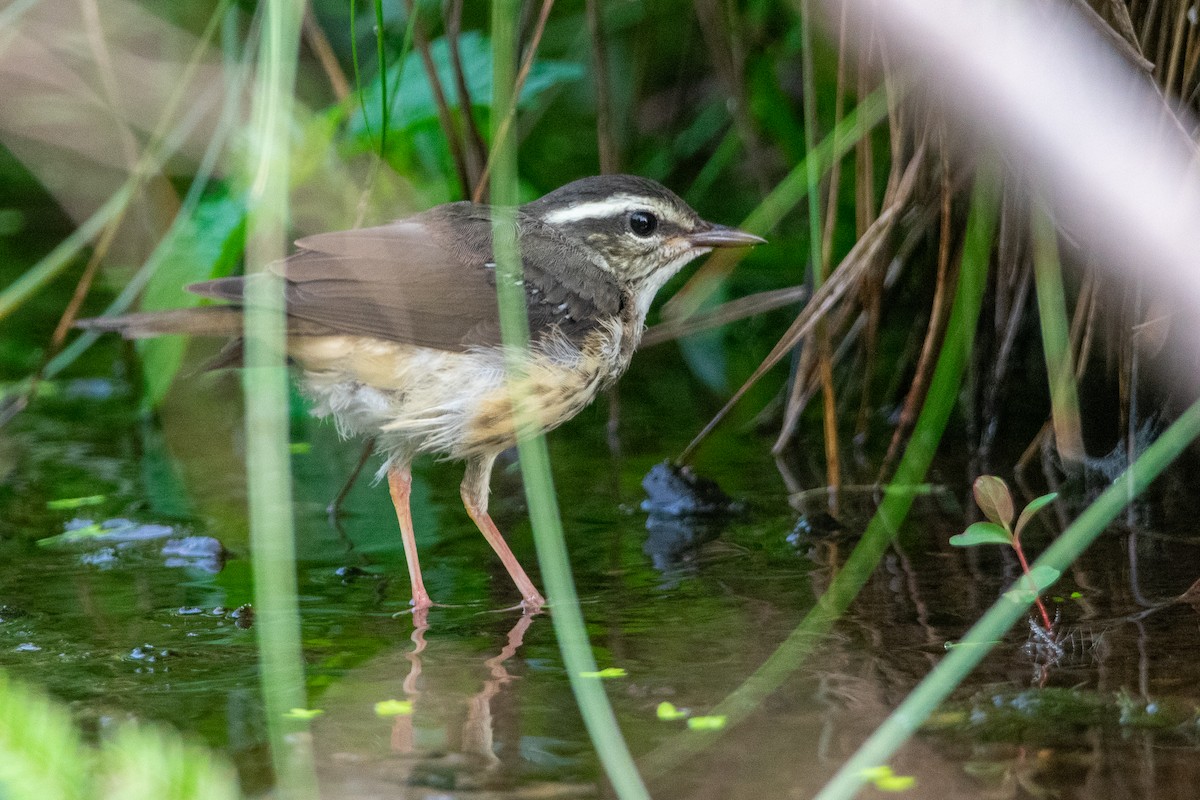 Louisiana Waterthrush - Patrick LaClair