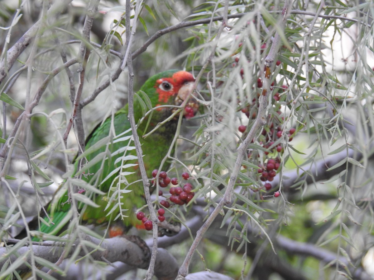 Mitred Parakeet - Alan Sizer