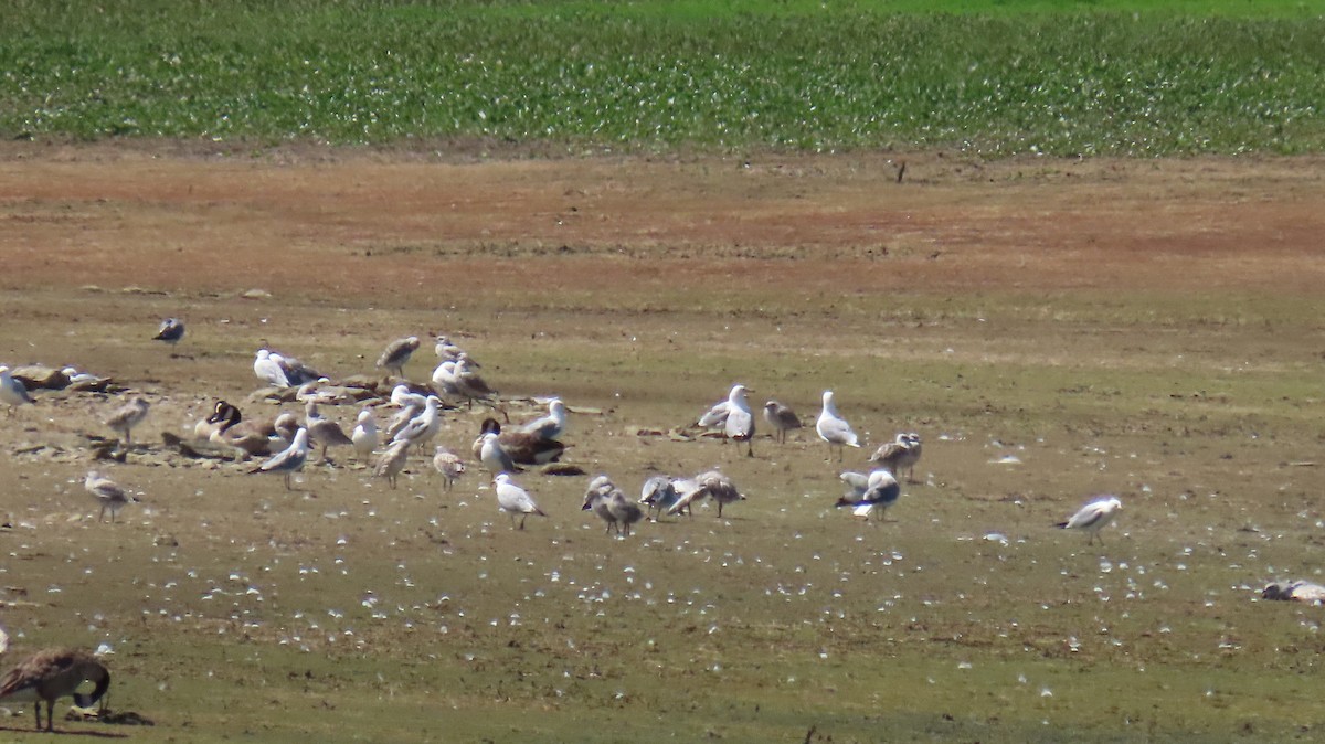 Ring-billed Gull - ML352838451