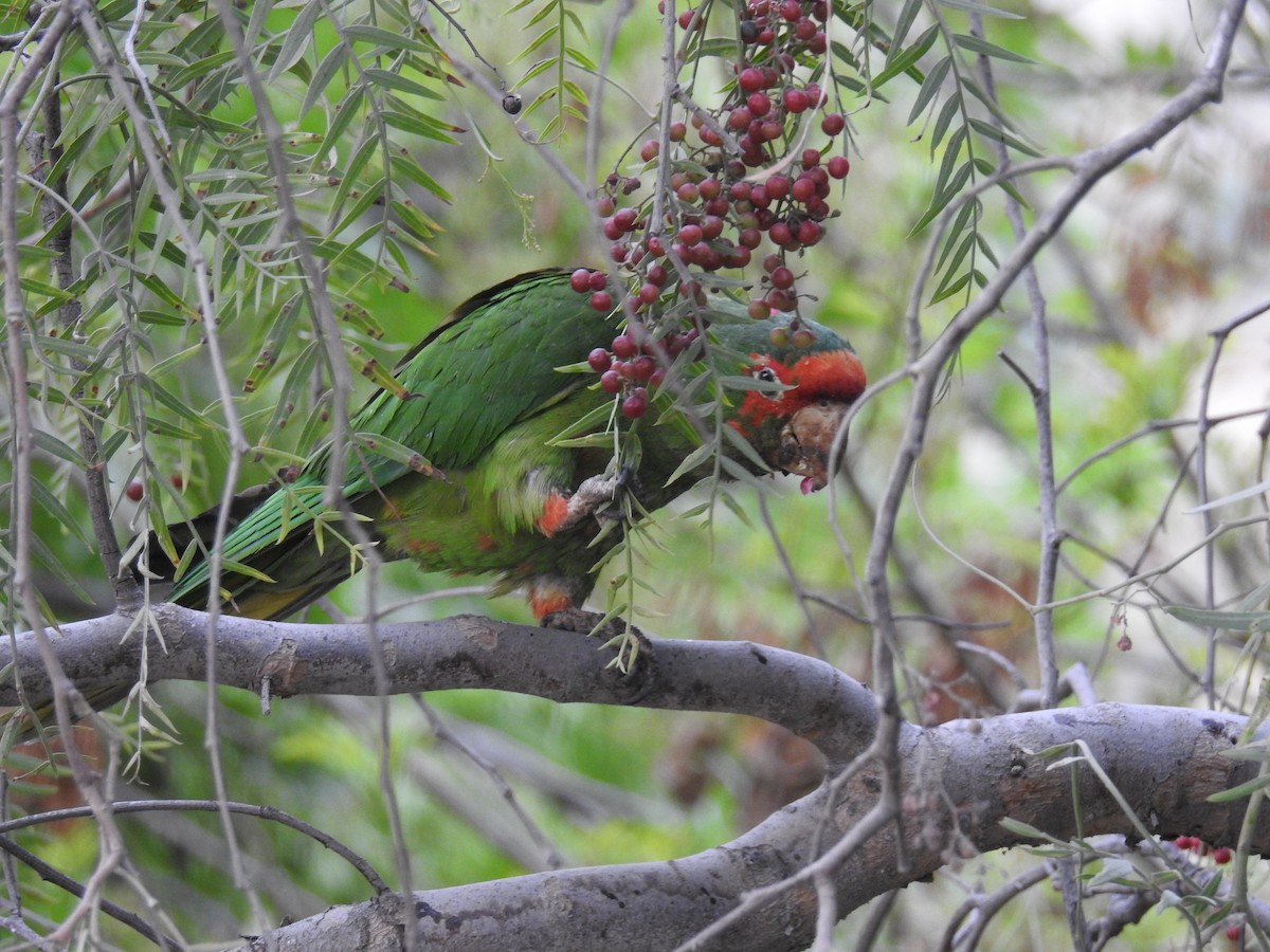 Aratinga Mitrada - ML35283851