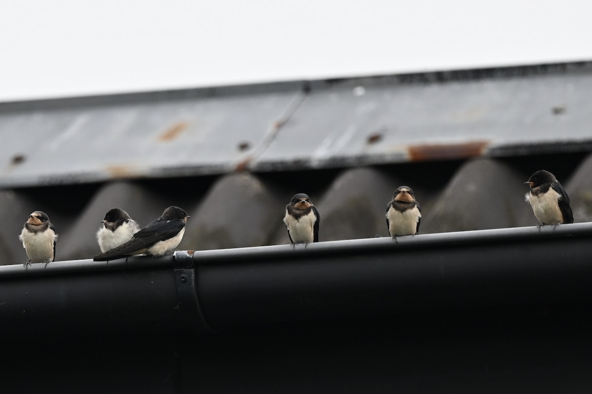 Barn Swallow - ML352839691