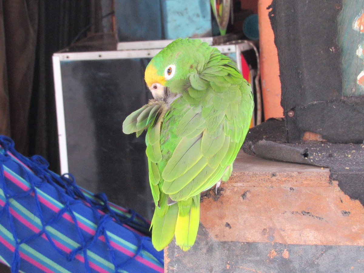 Yellow-crowned Parrot - ML352841151