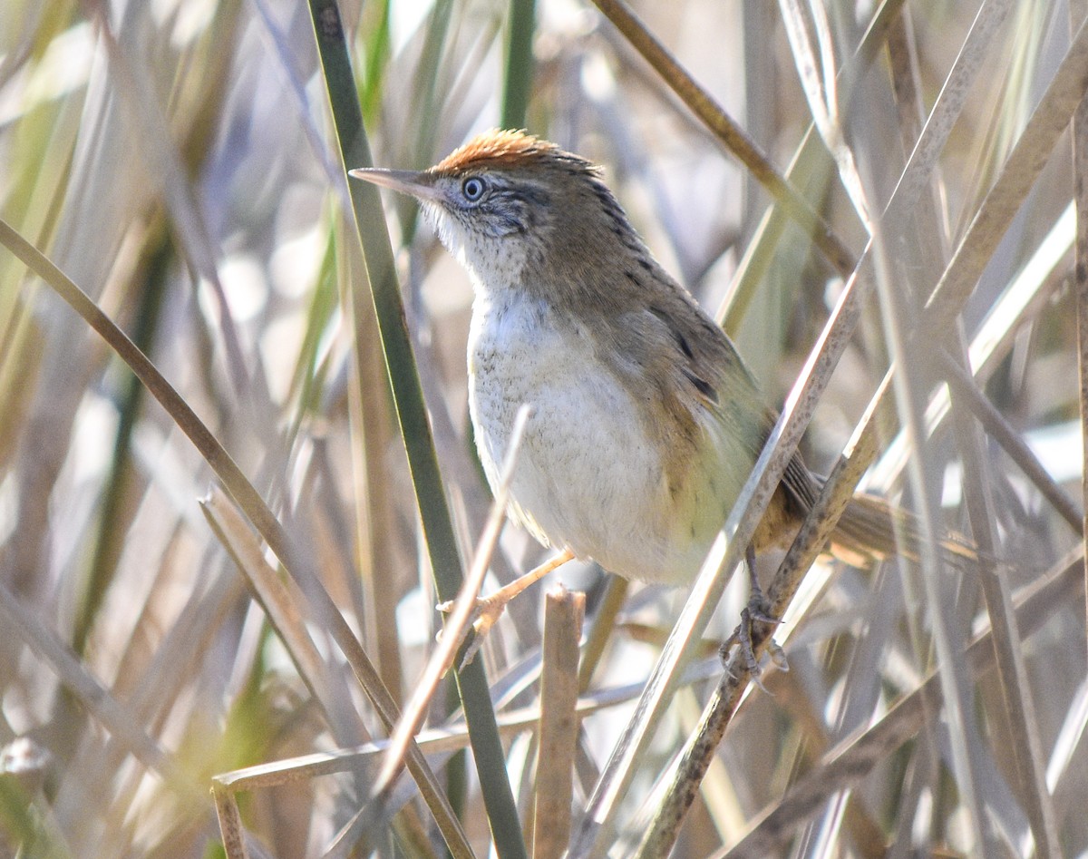 Bay-capped Wren-Spinetail - ML352841481