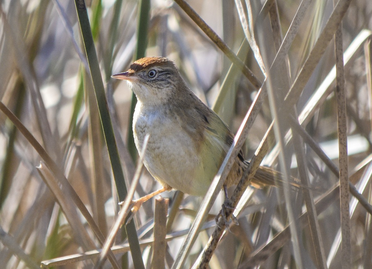 Bay-capped Wren-Spinetail - federico nagel