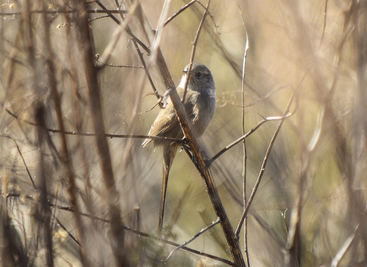 Sharp-billed Canastero - federico nagel