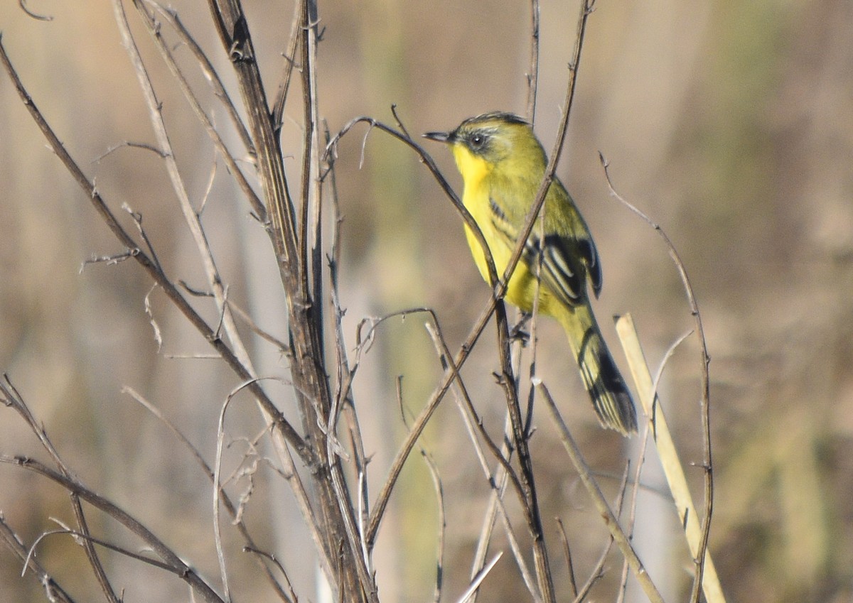 Crested Doradito - ML352842411