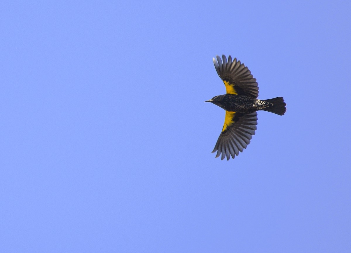 Yellow-winged Blackbird - federico nagel
