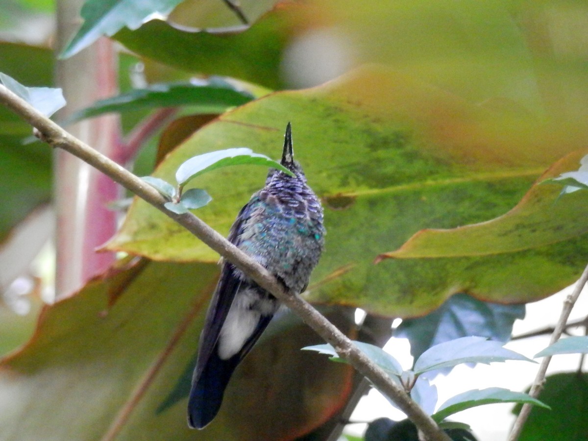 kolibřík bělořitý - ML352844001