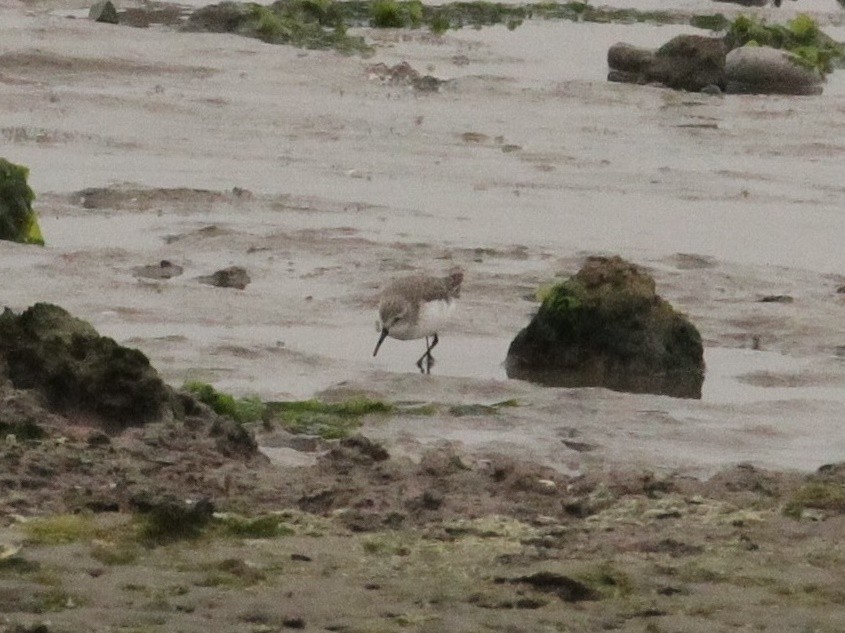 Western Sandpiper - ML352844681