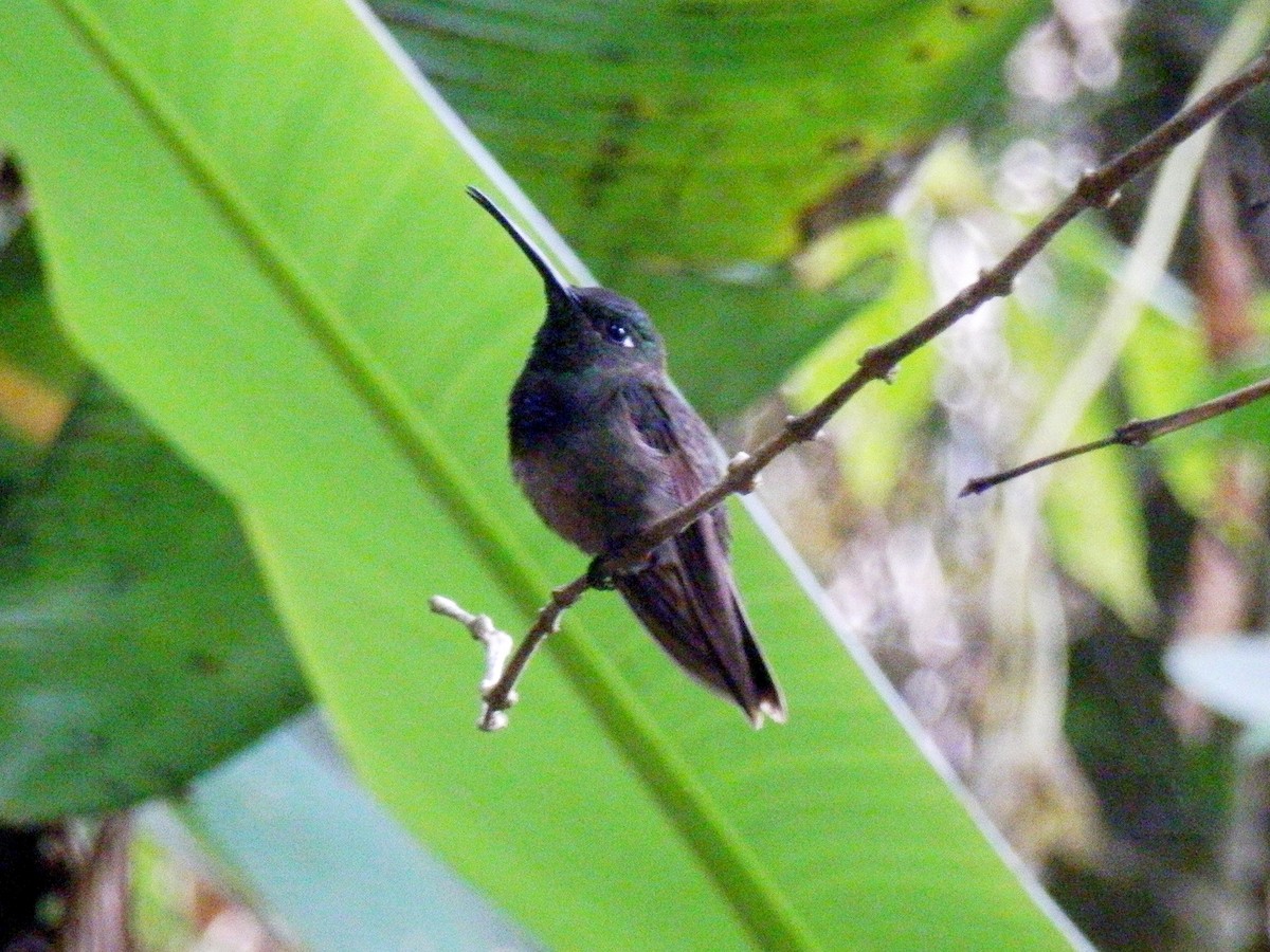 kolibřík měděnořitý - ML352844821