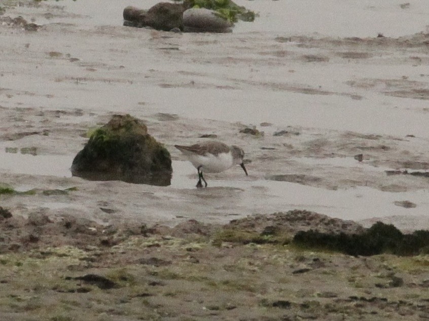 Western Sandpiper - ML352844991