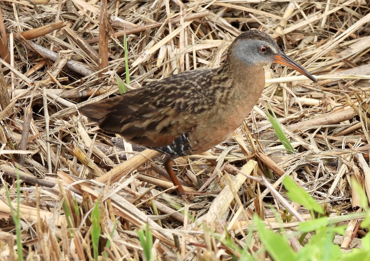 Virginia Rail - ML352845101