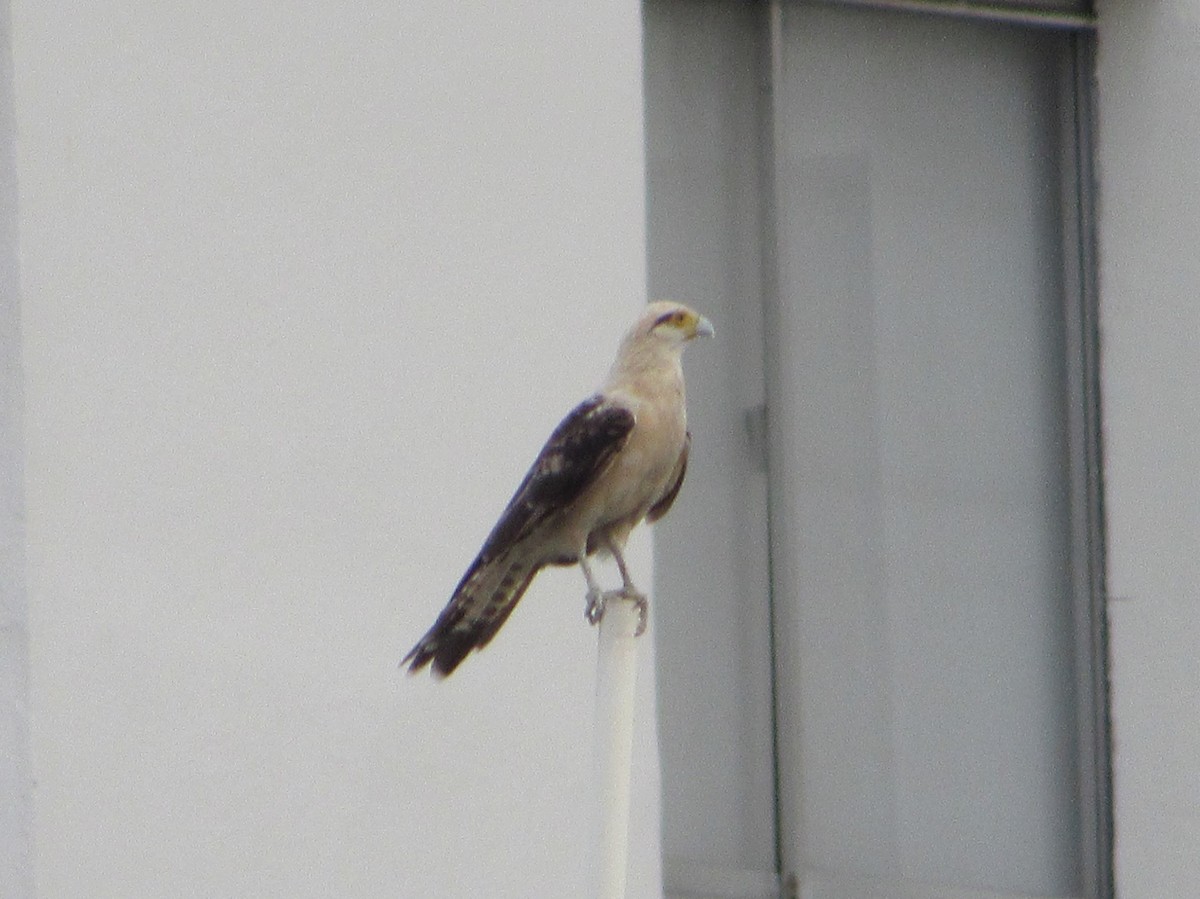 Yellow-headed Caracara - ML352845841